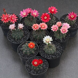 ���_����������p�����k�����������Զ���ֲ���ݗ���_��������