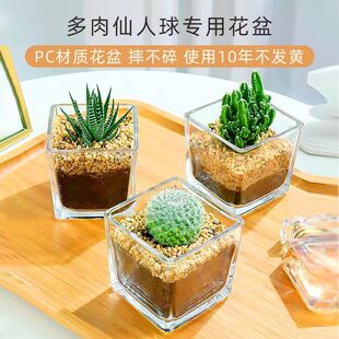 Square fleshy flowerpot green cactus hydroponic plant vase gardening ecological fish tank explosion-proof shatterproof transparent