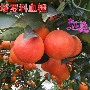 Ѫ�Ș��� ���_��Ѫ���� �޽ӳ�����t��Ě������ǳȹ������Ե���