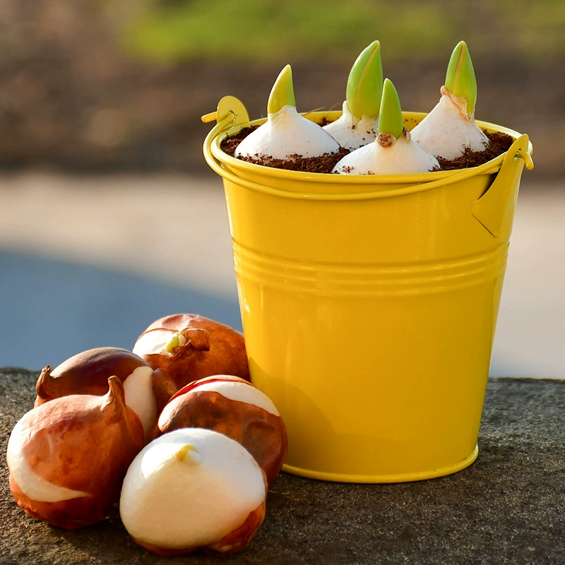 Импортированные из Нидерландов тюльпаны не красивы