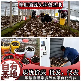 菌菇种苗;羊肚菌;其他农业机械