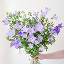 中国花卉市场 中国花卉市场品牌 图片 价格 中国花卉市场批发 阿里巴巴