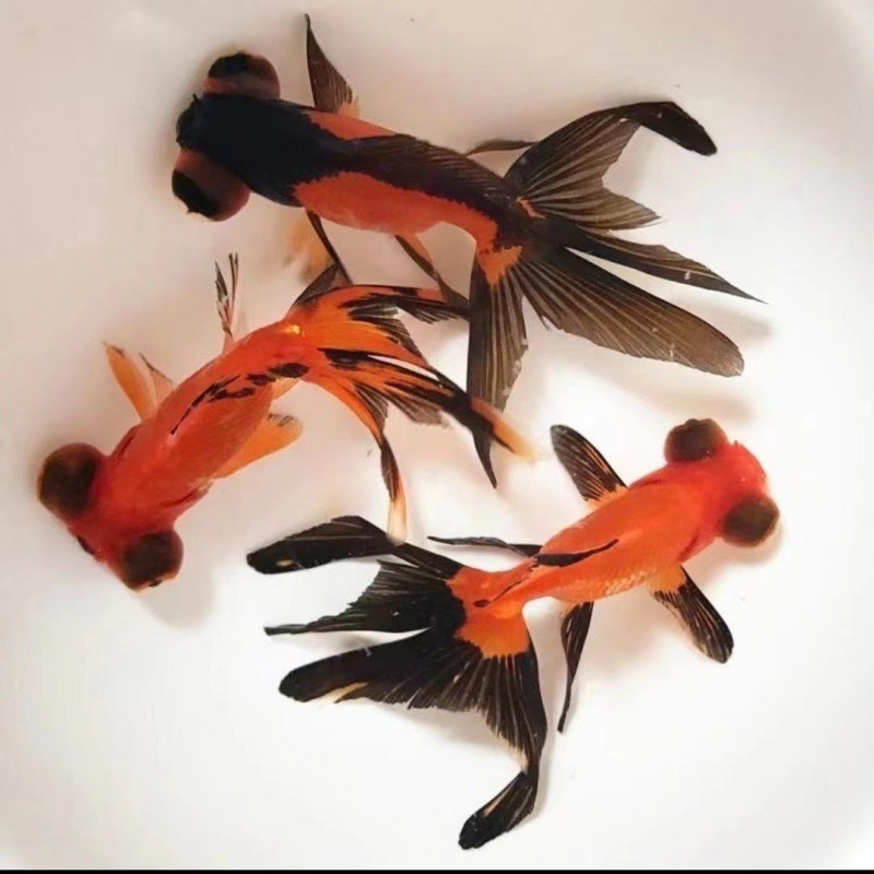 小金魚卸売、活魚、観賞魚、小卸売、鯉、鯉、三色赤白子頭、入門レベルの耐久性のあるヘアエクステンション|undefined