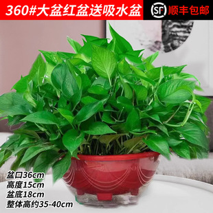 ��S���]һ����G�j������ȩ�����՚�ˮ���҃�ֲ��Gֲ����