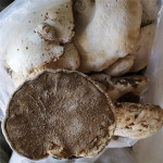 批发冷背奇中药材苦白蹄阿里红落叶松茸药用层孔菌正品产地新货