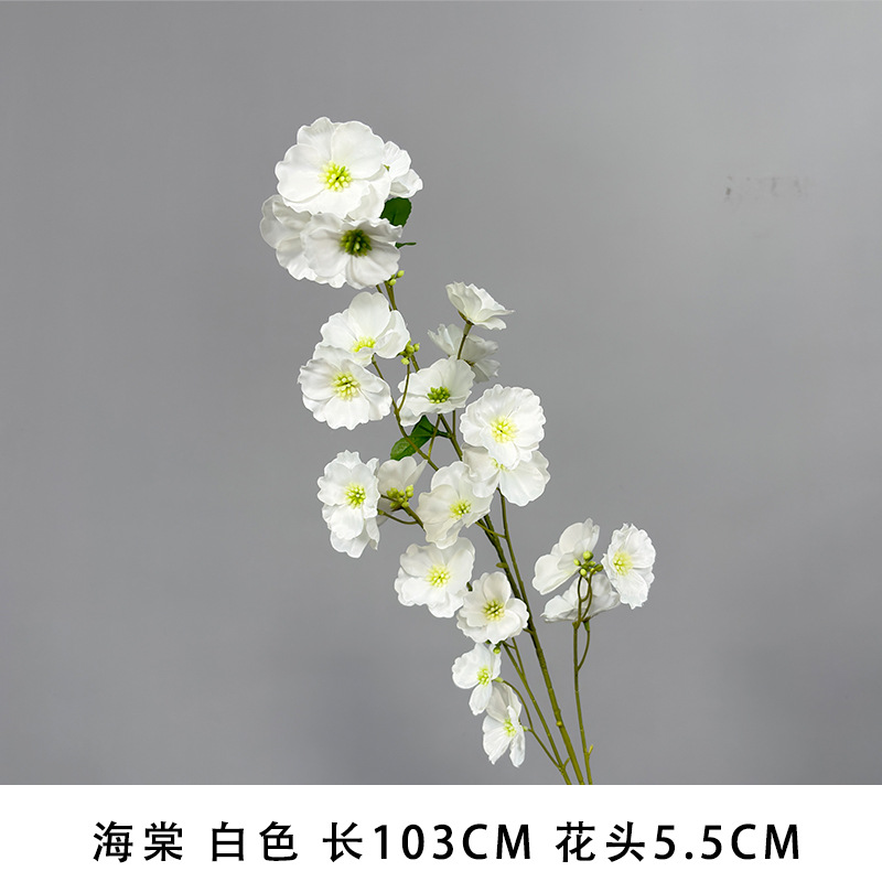 Begonia white