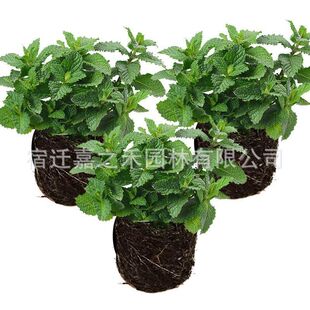 Wholesale Perfume Lemon Mint Potted Flower Seedlings Light Fragrance Desktop Flower Mosquito Repellent Plant Green Mint Potted