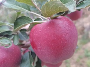 ��ˮ��ţ�O�����ڸкã�100��30������