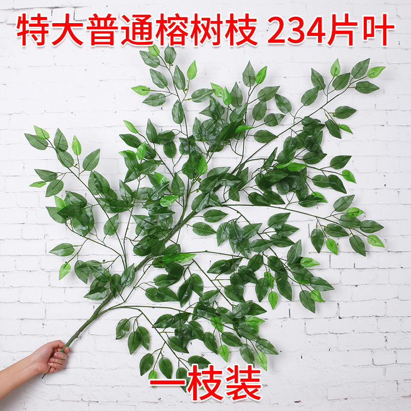 Extraordinary ordinary banyan 1 branch