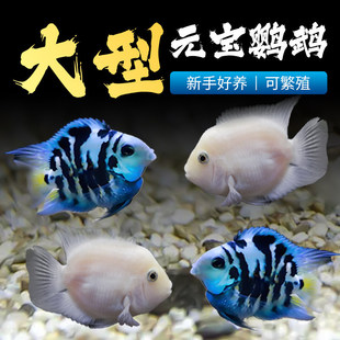 �����W�^�~���^�p�~�ᎧС�~�ˮ���B�ͻ�С�����B�~���W�^���~