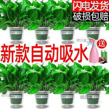 #绿航绿萝盆栽室内除甲醛净化空气长藤麦萝氏绿瘦子新房用绿箩植