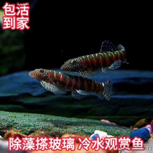 红钻吸鳅底栖工具鱼清洁鱼缸原生观赏冷水溪流鱼除藻清洁鼠清道夫