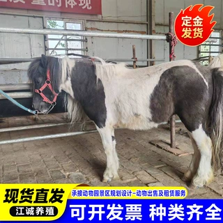 景区动物园观赏骑乘矮脚马活体迷你宠物马批发价格出售纯种宠物马