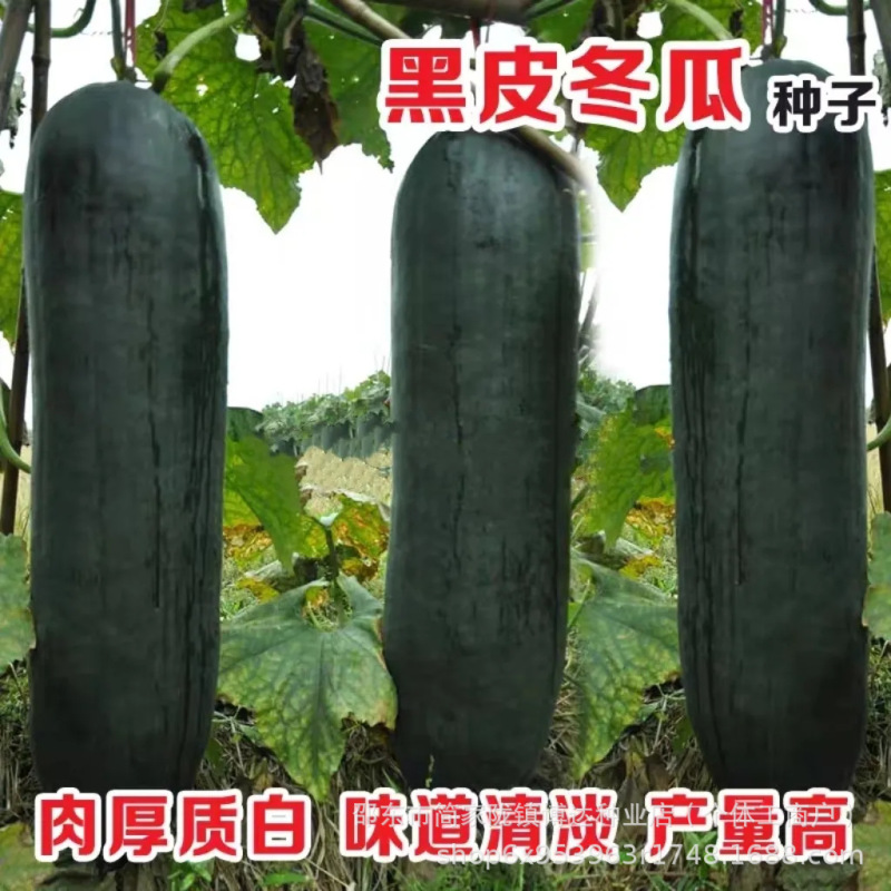 【Climbing Plants】Extra-Large Giant Black-Skinned Winter Melon Seeds, Large-Sized Winter Melon Seeds for All Seasons, Spring Potted Vegetable Seeds 【Climbing Plants】Extra-Large Giant Black-Skinned Winter Melon Seeds, Large-Sized Winter Melon Seeds for All Seasons, Spring Potted Vegetable Seeds