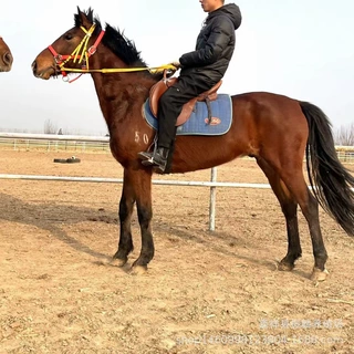 蒙古马养殖 景区观赏骑乘半血马多少钱一匹 马术俱乐部