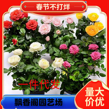 һ�����l����õ�廨�����¼��҃��̨�͏d�ļ��_���Gֲ�����辰��