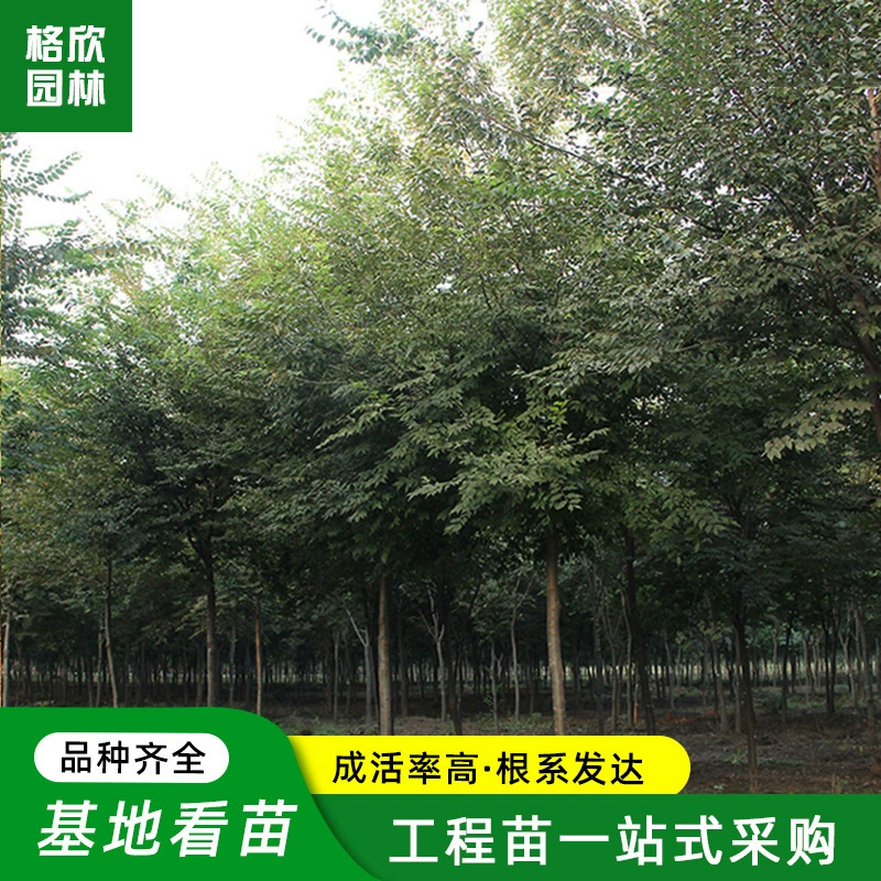 Большой красный бук саженец оптом живописный проект озеленение крови бук дерево парк дорога пейзаж дерево тень бук Саженец