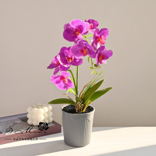 Two-Pronged 9-Flower Touch Phalaenopsis Bonsai Creative Artificial Flower Home Photo Studio Decoration Ornaments Artificial Green Plant Potted Plant