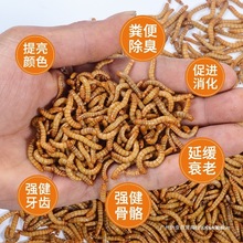 �S���x�����x�x��ς}��ϐ�ӻ��x�˸������ü�B���~�����B�Z