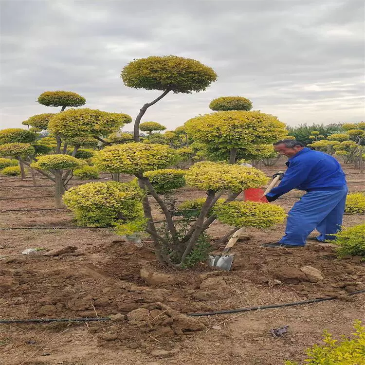 Полные характеристики ярких форм мирта, озеленения виллы «Яркий мирт» в форме пагоды, озеленения общества «Яркий мирт» в форме шара.