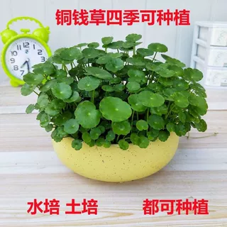 铜钱室内盆栽花卉绿植套餐盆景金钱绿萝吊兰净化空气水培植物