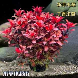 Purple-Red Aquatic Plant for Beginners, Lazy Fish Tank Live Freshwater Real Grass Background Plant