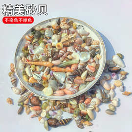 贝壳海螺按斤卖精美砂贝混装贝沙手工diy摆台制作漂流