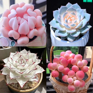 ¿ֲԽMςӰۼtֺBͺk