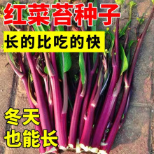 ʮrțNӷNяV|ѴļϷȫ߲˷N