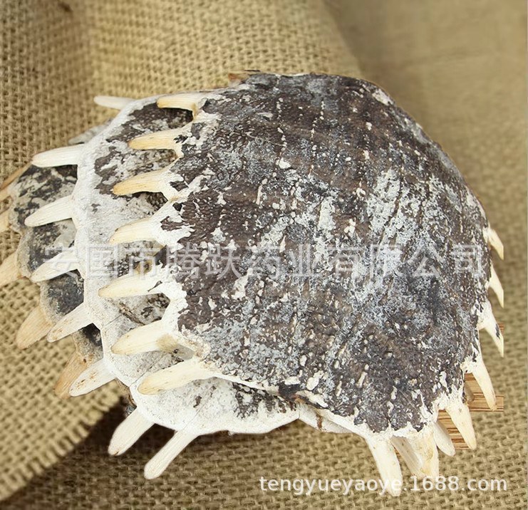Dried Turtle Shell Bie Jia Whole Pieces Traditional Chinese Herb 500g key features