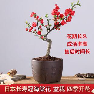 ���Ļ������ļ��_���ձ�ԭ���L�۹ژ��绨��ֲ���҃��辰�ͺ��Ϙ�