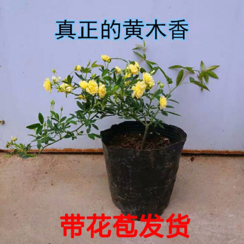 木香花苗庭院爬藤攀援浓香型木香花七里香十里香盆栽