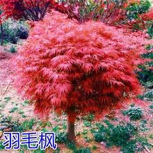 正宗羽毛枫树苗庭院植物日本红枫苗红绿羽毛枫苗盆栽花卉庭院别墅
