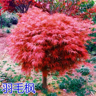 ������ë������ͥԺֲ���ձ��t����t�G��ë�������Ի���ͥԺ�e��