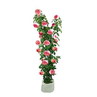 �����¼�ĸϵ�Nޱ�ش���ֲ����������ͥԺ�̨���������ļ��_��