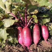 ���r�F���������}���I�B�S���r�aƷֱ�l��̛��賴��һ�����l���l