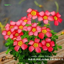 ���{���_���̨������lͥԺ����ֲ�����lһ���N���m�{���_������