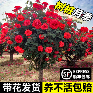 �޽Ә䘶�¼�ͥԺ�����̨���Ԙ��޽�õ�廨��󻨝����ļ��_��