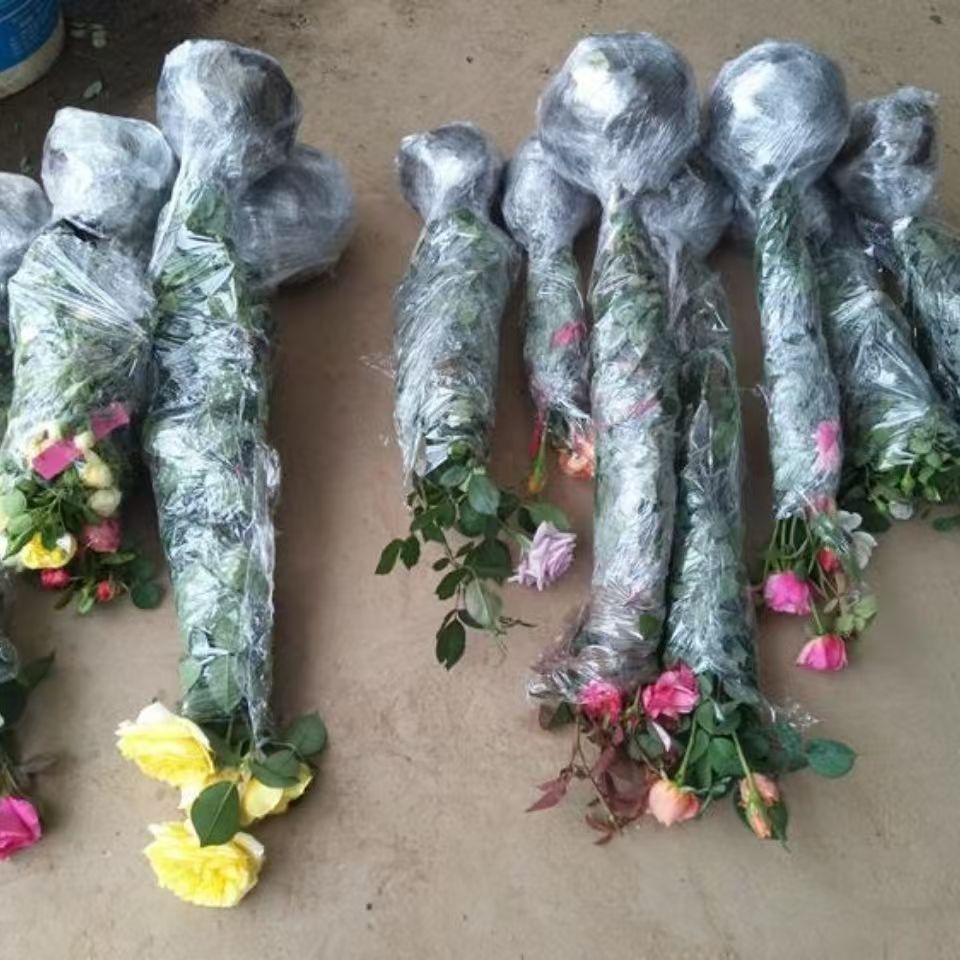 藤本爬藤蔷薇月季花苗特大花浓香庭院植物室内花卉盆栽玫瑰四季开