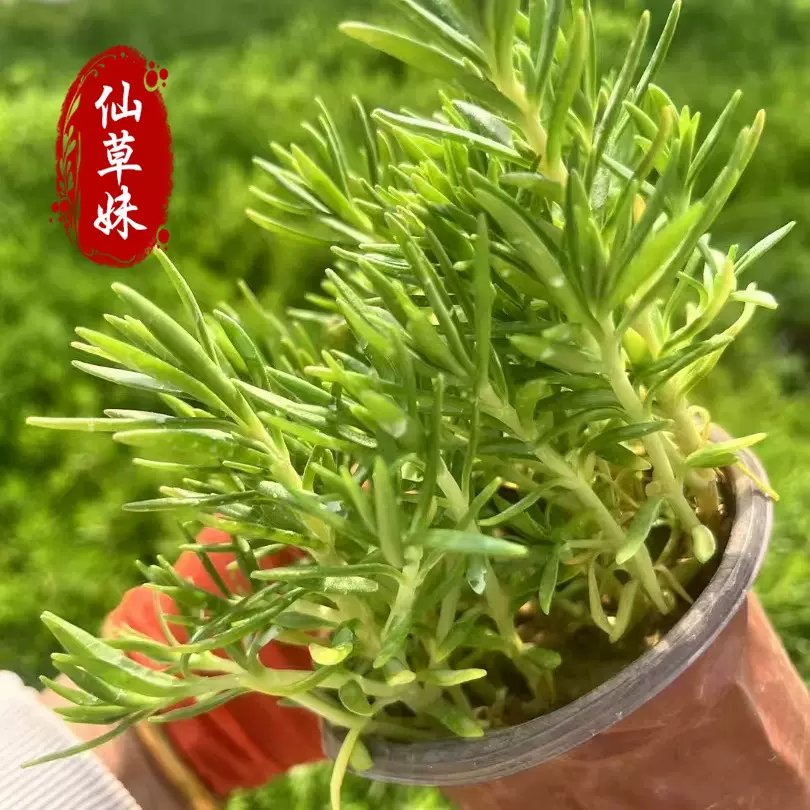 佛甲草杯苗批发 时令草坪绿化佛甲草黄金条地被造景盆栽宿根花卉