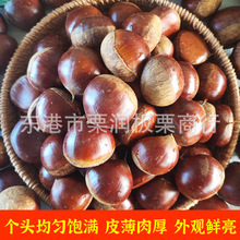辽宁丹东新鲜板栗 保鲜板栗 栗子 大板栗 厂家直供 食用农产品