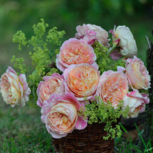 �W�¾�Ʒ����Ī���¼�������ζ�ļ�����ͥԺ�̨���ԾGֲС��