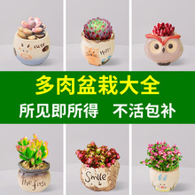 ����ֲ���҃�С���Դ��w���B�߶��k���������Ϙ��Gֲ�ﻨ��������