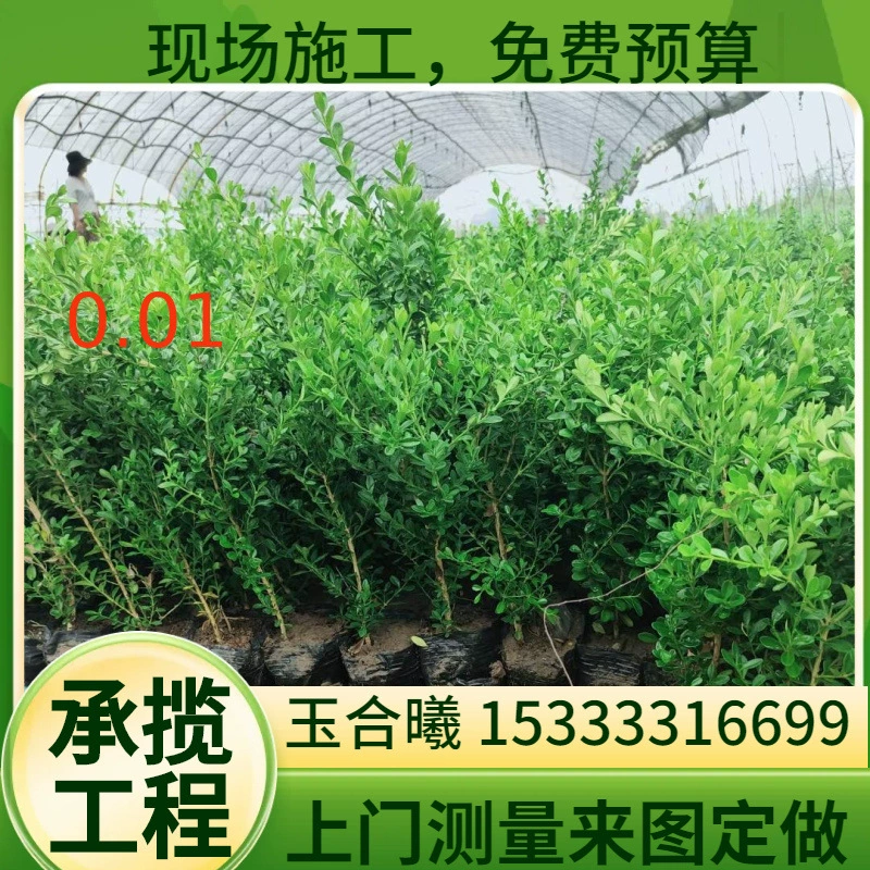 Саженцы чашечного самшита, крупнолистный самшит, живые изгороди, саженцы вечнозеленой омелы, вечнозеленый самшит, питательные саженцы чашечного самшита