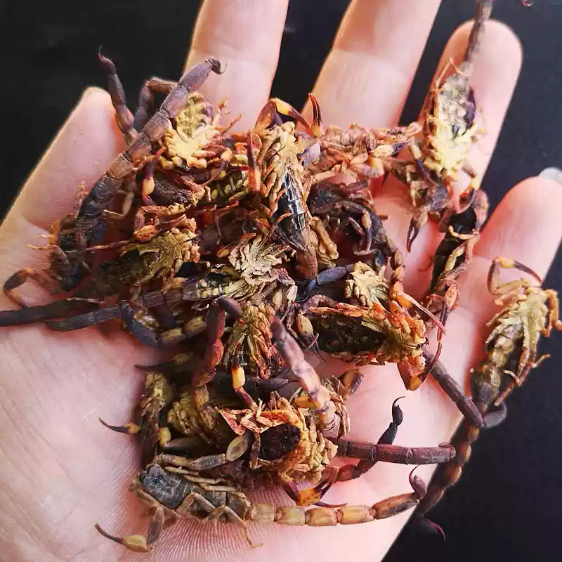 Whole Scorpion Quan Xie Dried TCM Herb 500g Natural Sun Dried Shandong Origin key features