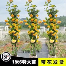 �ļ��Nޱ�����ٱ��¼��󻨝���ͥԺ����ֲ�ﻨ�������̨õ�����