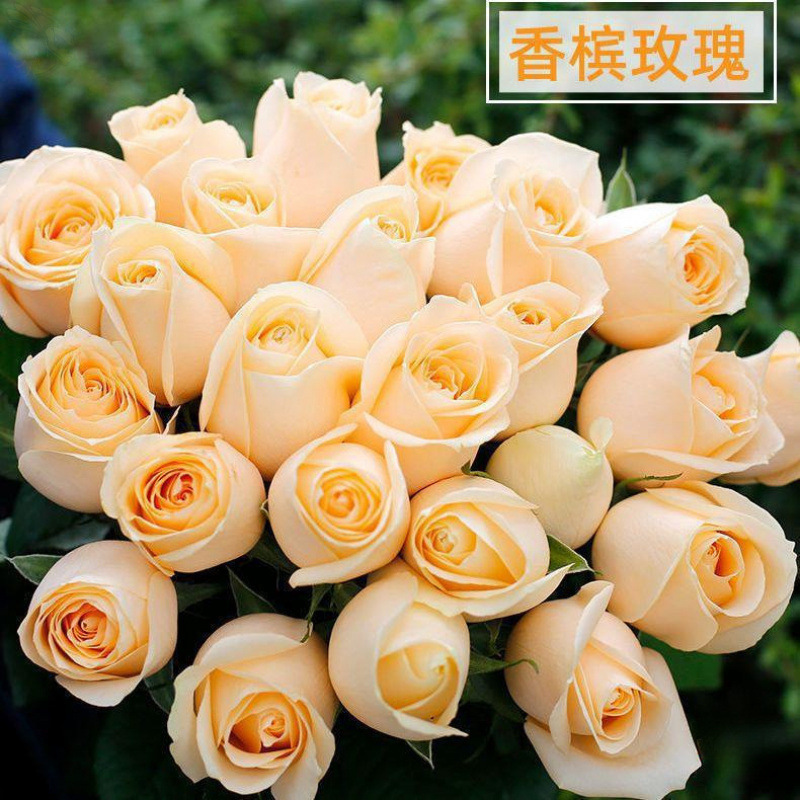 Champagne Roses from Yunnan Kunming Base, Fresh Cut Flowers Shipped Directly, Same-City Express Delivery, Valentine's Day Bouquet