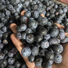 南高兔眼速冻蓝莓果汁果酱果酒冻干原料厂家大量现货急冻冻果商用