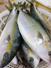 �ƽ�����������������ٶ��������Ұ�㺣���䶳˳����������