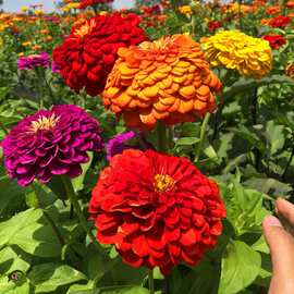 百日草种子百日菊花籽庭院花期长室外易活花种子包邮花海混色